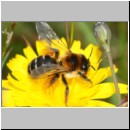 Dasypoda hirtipes - Hosenbiene x w01 - Sandgrube Heidesee OS-Bad Laer.jpg